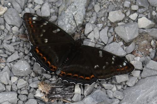 Réf. 212 967 : Limenitis populi
